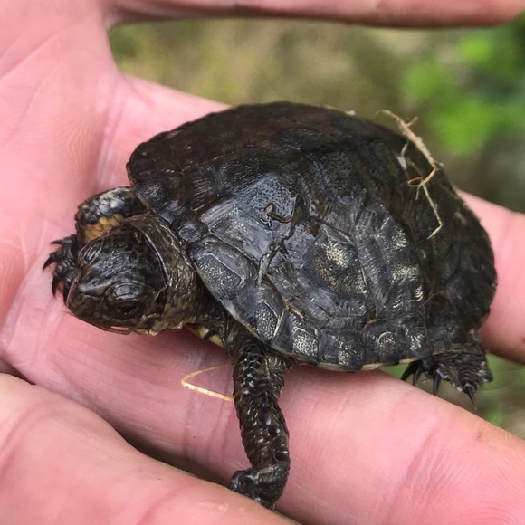 Meet your Posher, Albe - Picture 2 of 2